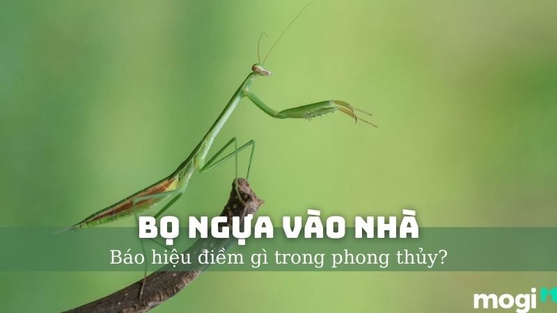 Bọ ngựa có biết bay không? Gallery 1