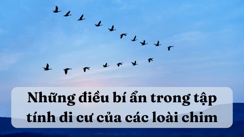 Những Điều Bí Ẩn Trong Tập Tính Di Cư Của Các Loài Chim Gallery 1