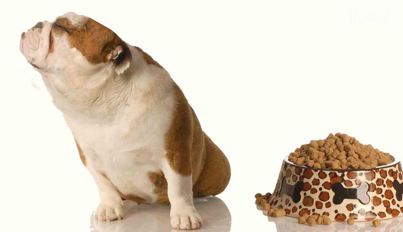 Khả năng nhịn ăn của chó: Chó có thể nhịn ăn bao lâu?