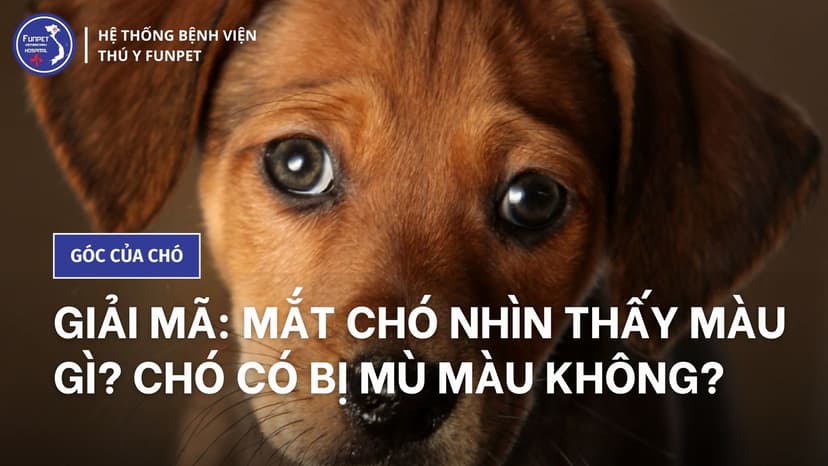 Mắt chó nhìn thấy màu gì? Gallery 1