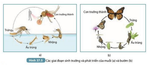 Học Trưởng Và Học Muội: Mối Quan Hệ Trong Văn Học Và Đời Thường Gallery 1