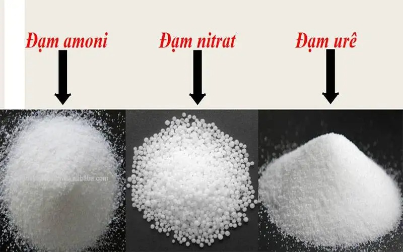 Phân Đạm Là Gì?