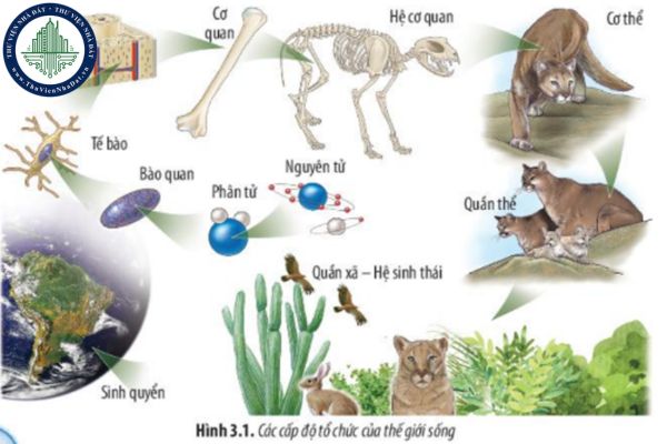 Sức sống là gì? Gallery 1