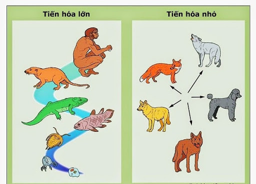 Phát biểu nào sau đây không đúng khi nói về tiến hóa nhỏ? Gallery 1