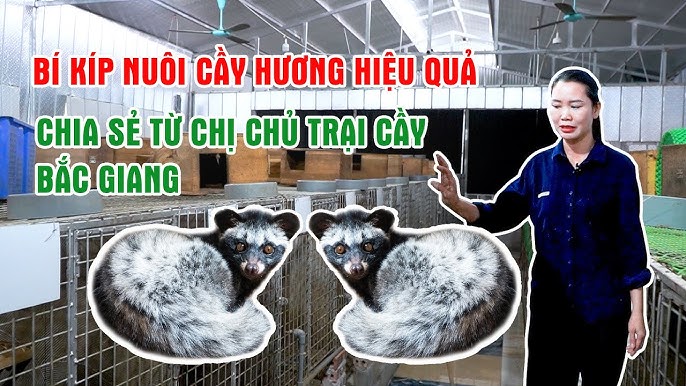Mô hình nuôi cầy hương ở Bắc Giang Gallery 1