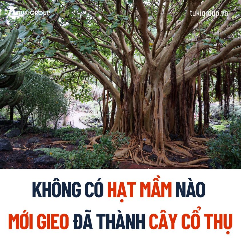 Xuyên Không Thành Cây Cổ Thụ: Một Cuộc Phiêu Lưu Kỳ Thú Gallery 1