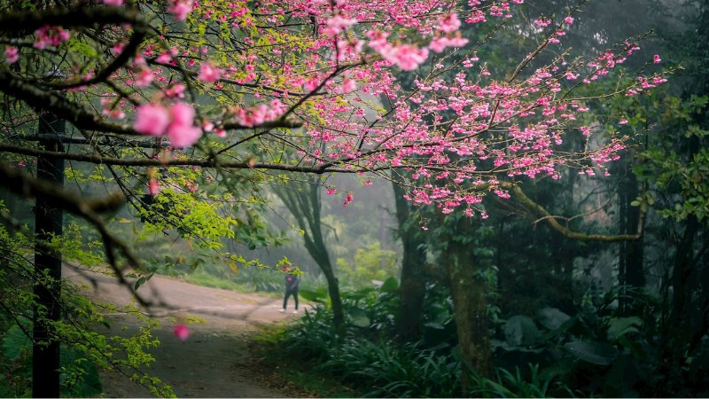 Hình Nền Mùa Xuân Tuyệt Đẹp Gallery 1