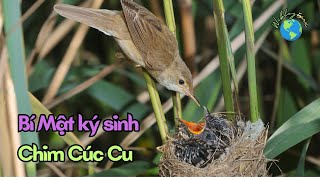 Cúc cu cúc cu chim rừng ca trong nắng Gallery 1