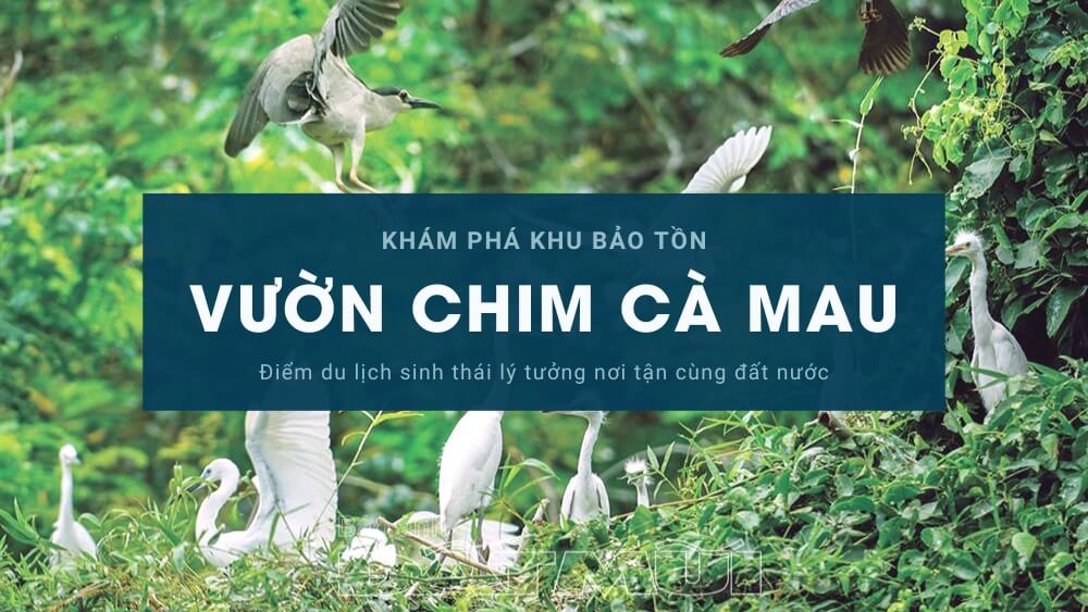 Vườn Chim Cà Mau - Thiên Đường Chim Muông Miền Tây Gallery 1