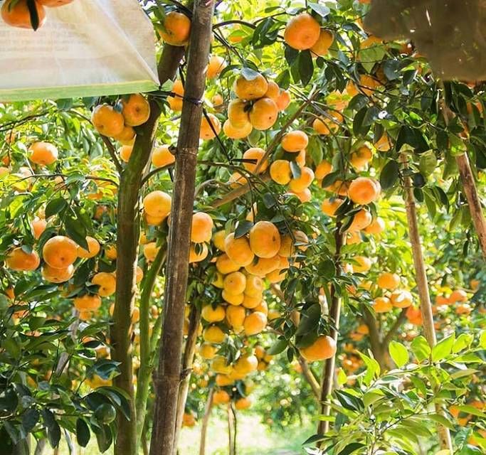 Vườn Trái Cây Cái Mơn Bến Tre: Trải Nghiệm Du Lịch Miền Tây Hấp Dẫn Gallery 1