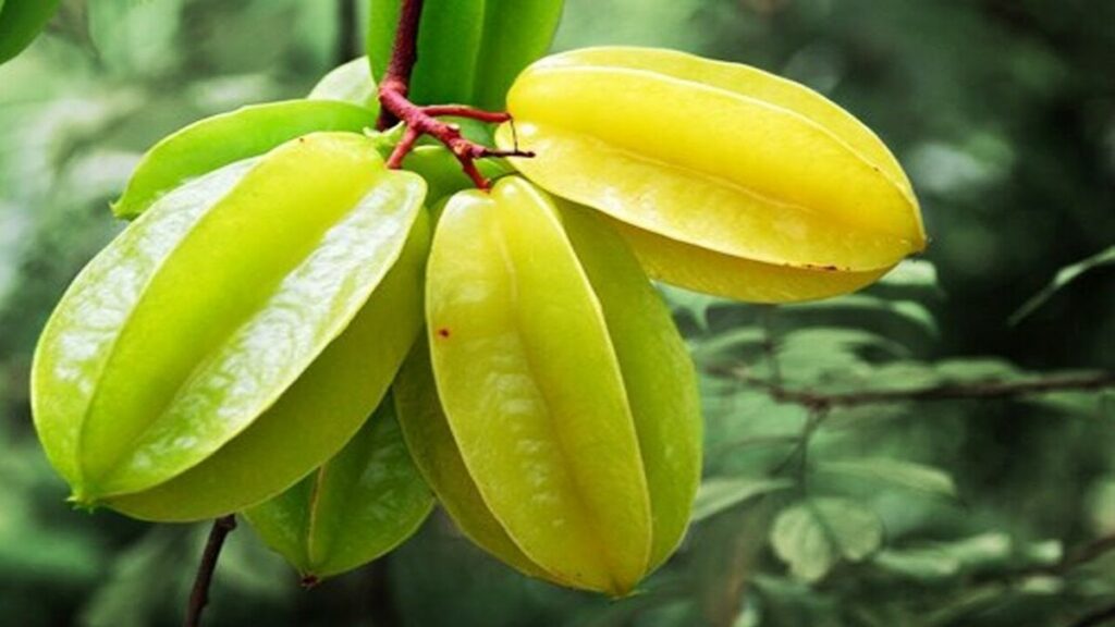Khế có chất gì?