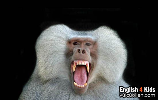 Mandrill: The Colorful Primate