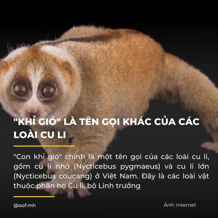 Khỉ gió là gì?