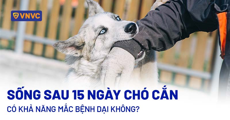 Chó cắn sau bao lâu thì an toàn? Gallery 2