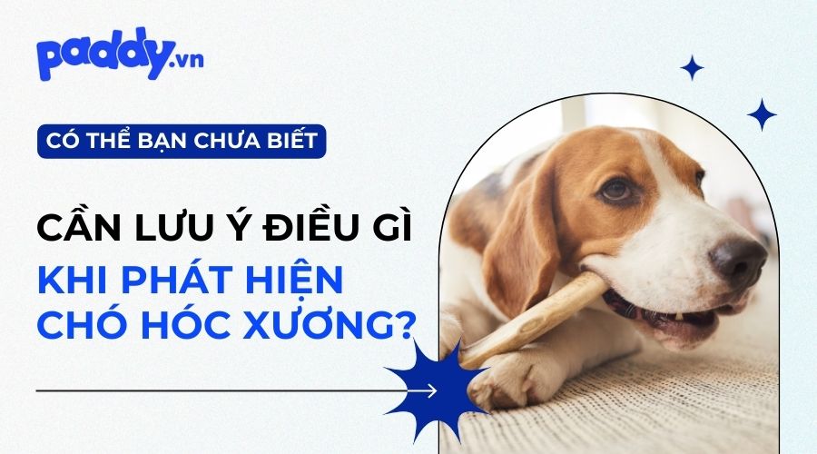 Chó bị mắc xương ở cổ thì phải làm sao? Gallery 2