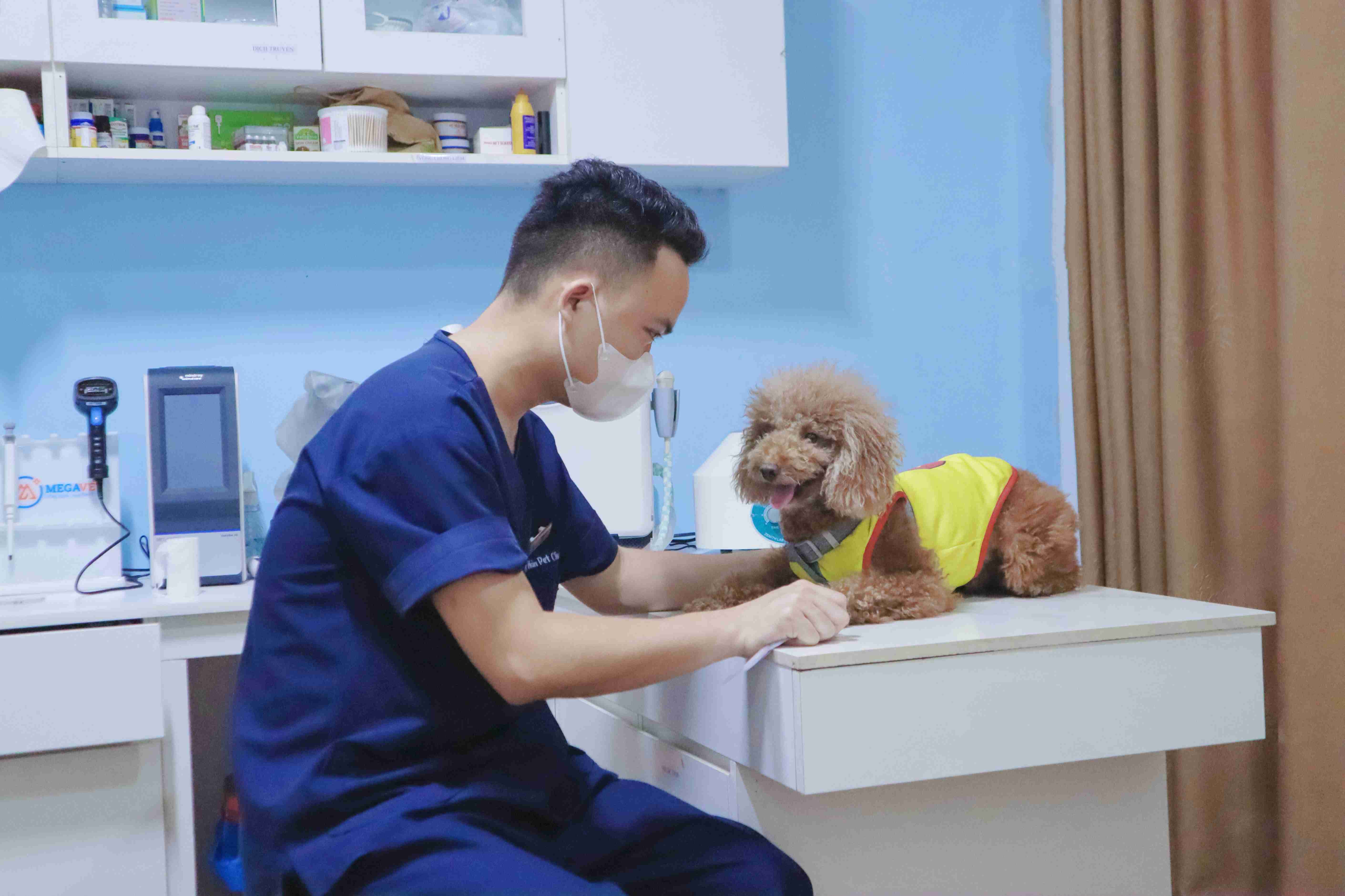 Chó cái bị chảy máu ở bộ phận sinh dục: Nguyên nhân và cách xử lý Gallery 2