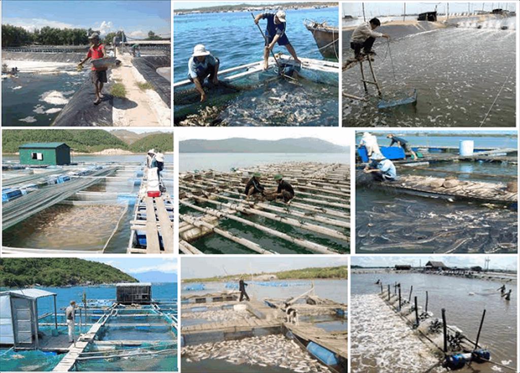 Khó khăn chủ yếu đối với sản xuất thủy sản ở Đồng bằng sông Cửu Long hiện nay