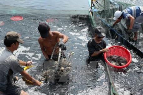 Khó khăn chủ yếu trong nuôi trồng thủy sản nước ngọt ở Đồng bằng sông Cửu Long hiện nay là gì?