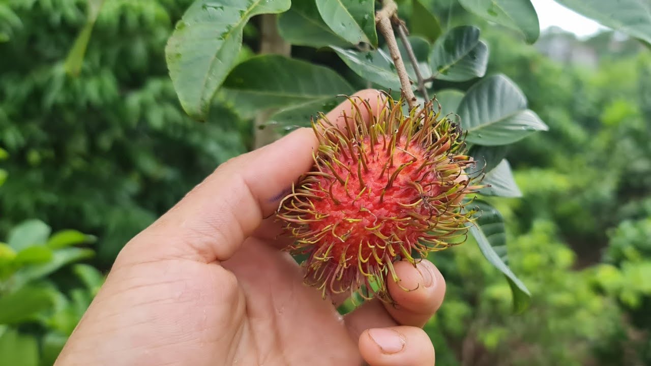Chôm chôm có trồng được ở miền Bắc không? Gallery 1