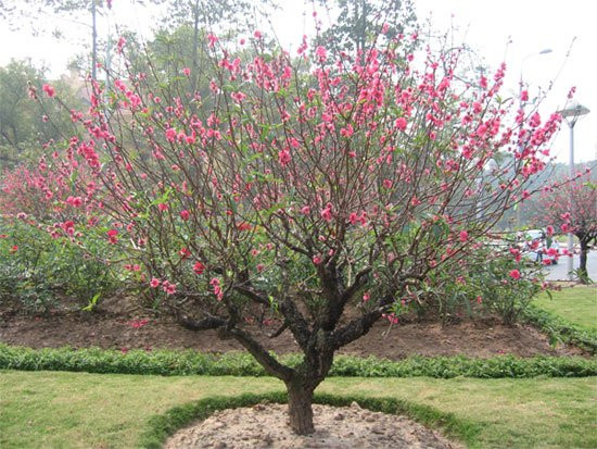 Cây Đào Có Trồng Được Ở Miền Nam? Gallery 1