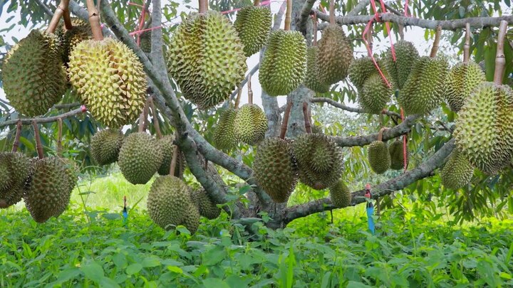Trồng sầu riêng ở miền Bắc: Khó khăn và cơ hội Gallery 1