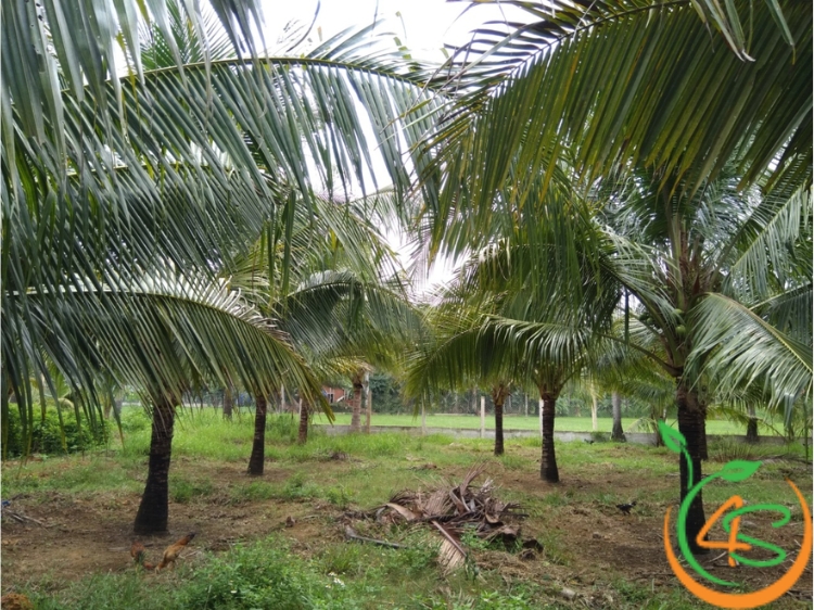 Khoảng Cách Trồng Dừa Mã Lai