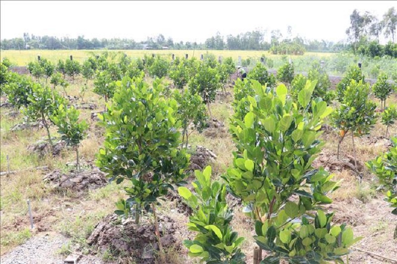 Khoảng Cách Trồng Mít Thái Chuẩn