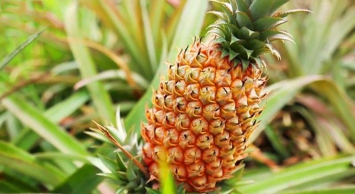 Khóm cầu đúc ở đâu?