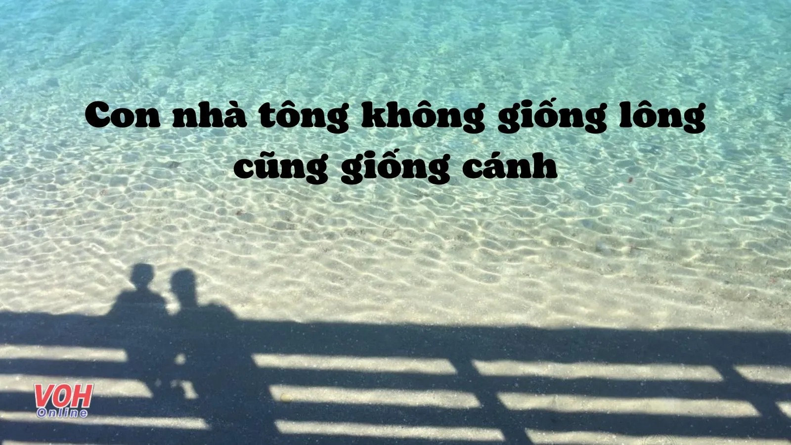 Không giống lông cũng giống cánh