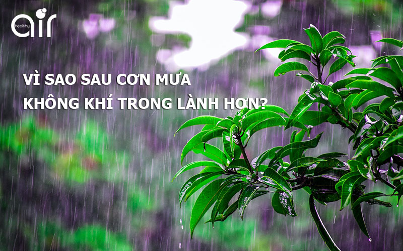 Tả cảnh vật sau cơn mưa Gallery 1