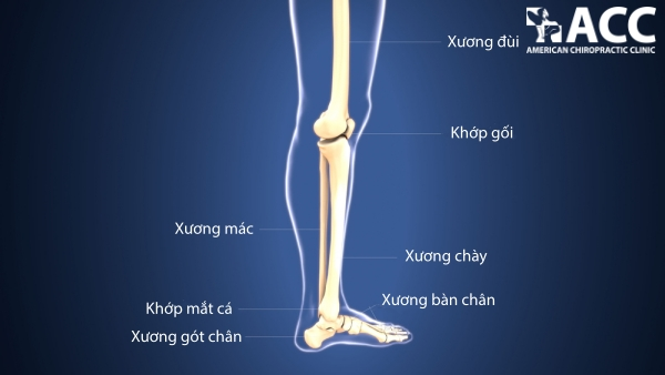 Khuỷu Chân Là Gì?