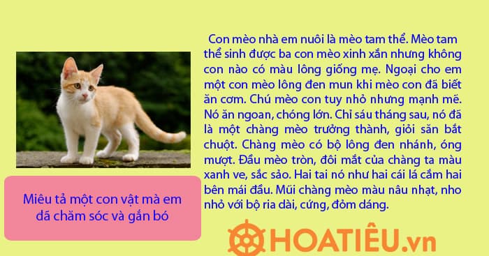 Miêu tả một con vật mà em đã chăm sóc và gắn bó Gallery 2