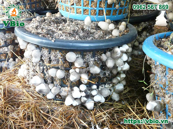 Kỹ thuật trồng nấm rơm hiệu quả cao