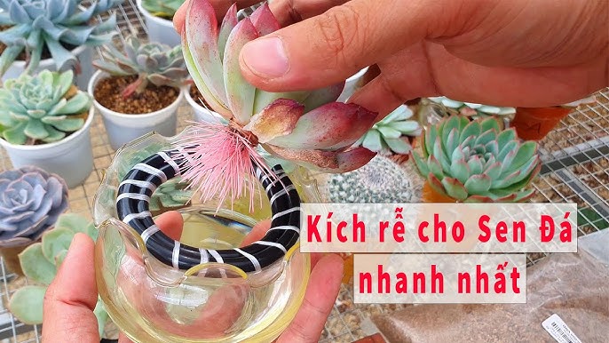 Kích Rễ Sen Đá