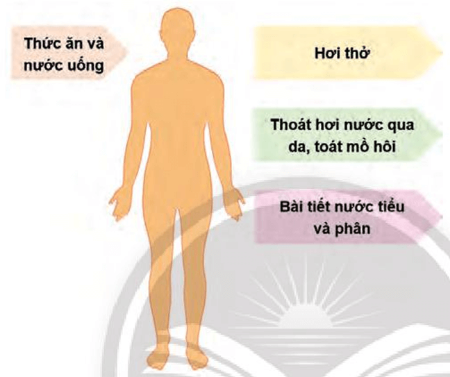 Những Yếu Tố Ảnh Hưởng Đến Nhu Cầu Nước Của Động Vật Gallery 1