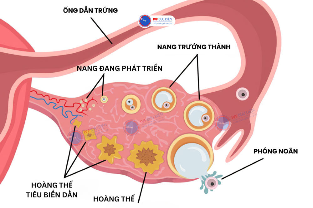 Kích thước trứng bao nhiêu là đẹp? Gallery 1