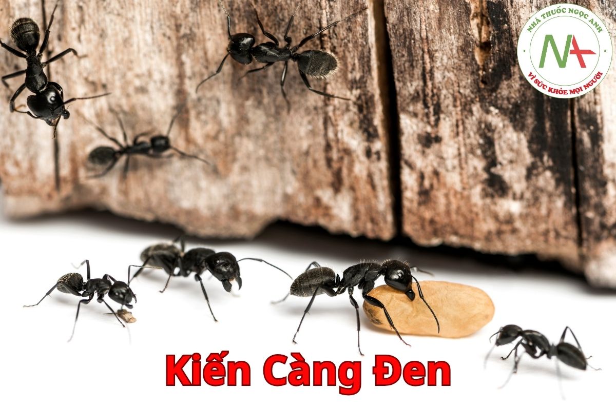 Kiến Càng Đen Cắn Có Sao Không?