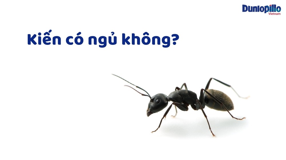 Kiến Có Ngủ Không?