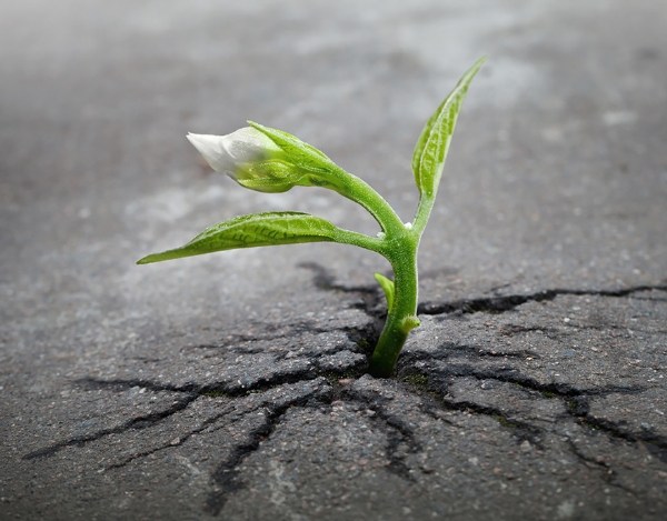 Resilience in English