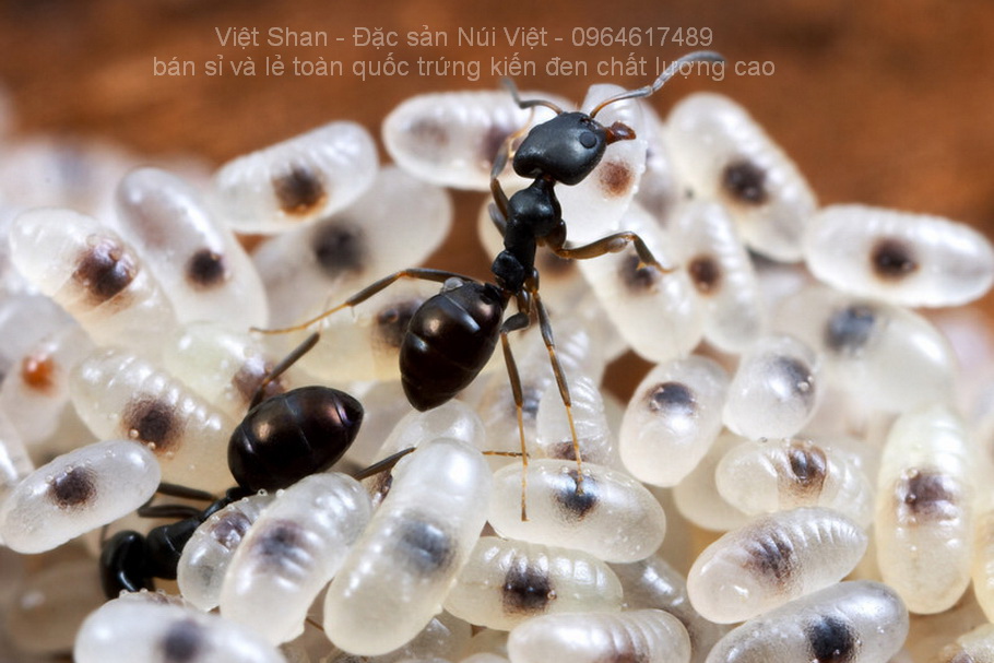 Kiến đen tha trứng lên cao Gallery 2