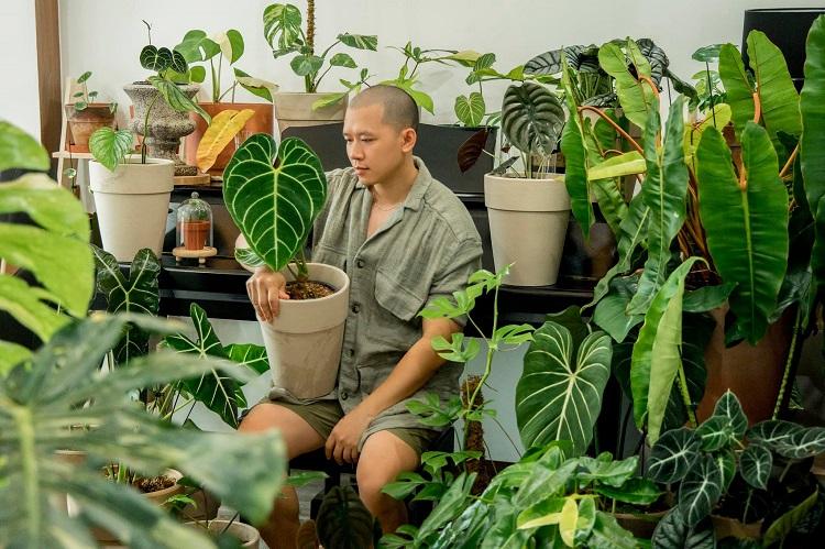Kiểng Lá Trong Nhà: Làm Sao Để Chọn Và Chăm Sóc?