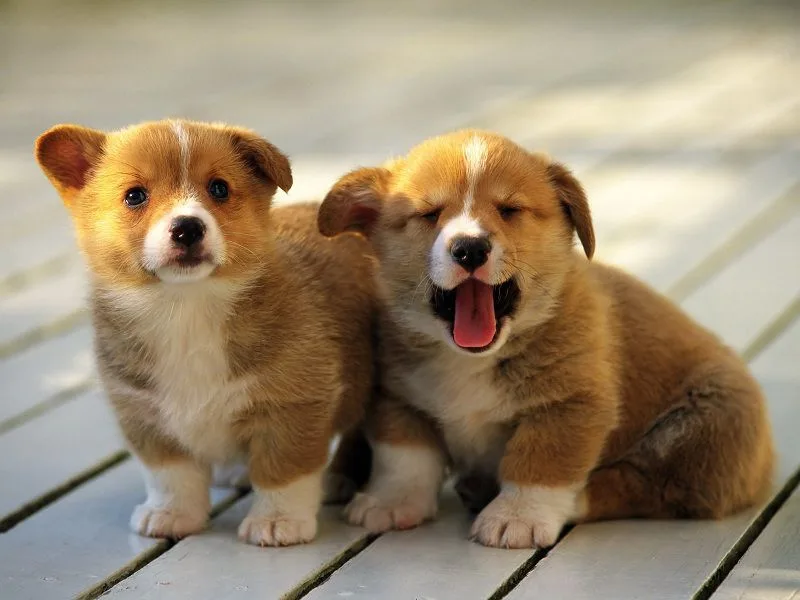 Kiêng Nuôi 3 Con Chó: Sự Thật Và Lời Giải Thích