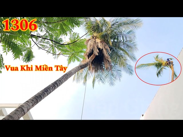 Kim Hân Channel - Gắn Ngọn Vào Thân Cây Dừa