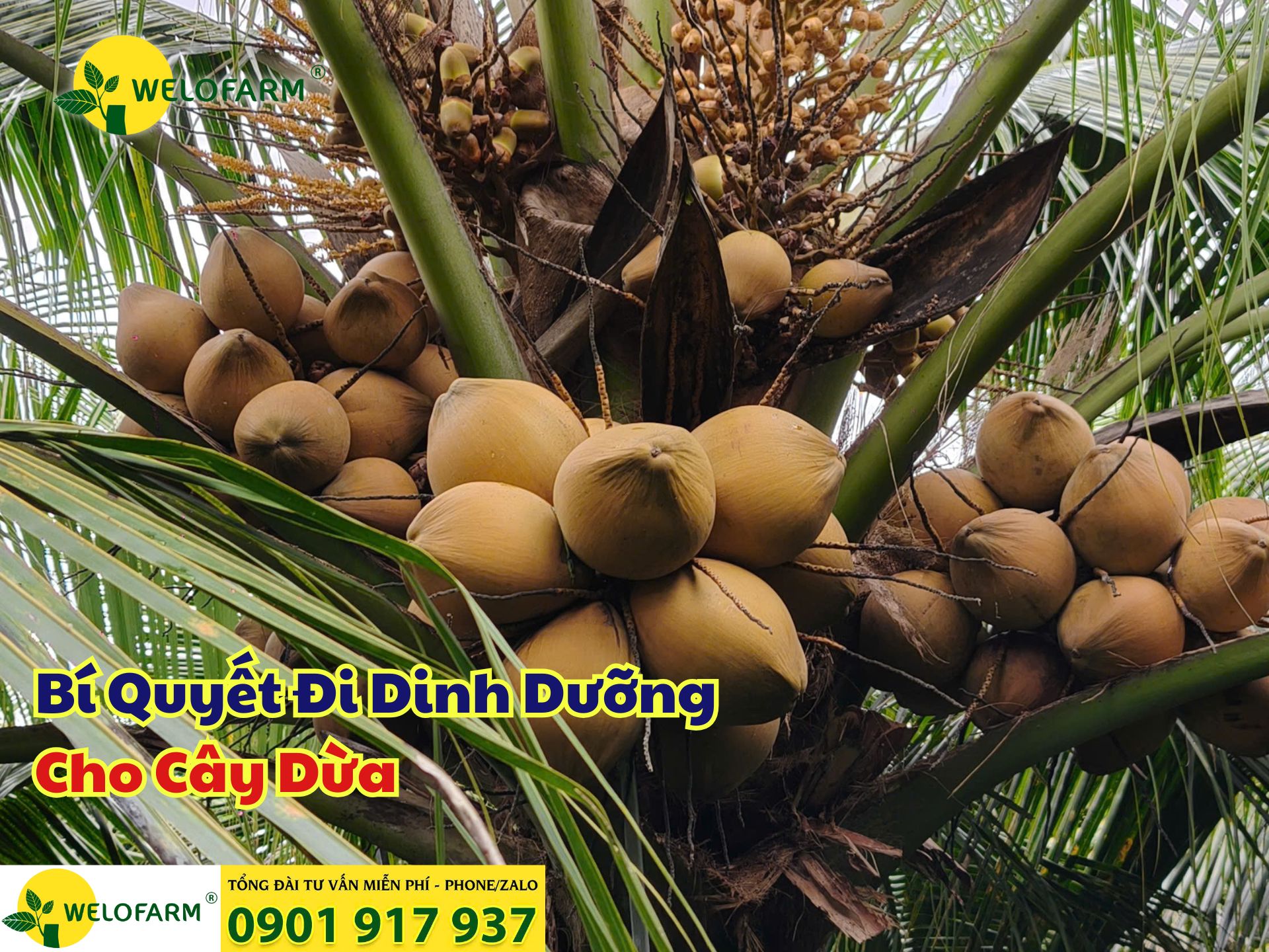 Kim Hân Channel - Thủ Thuật Làm Cho Thân Cây Dừa Cứng Hơn