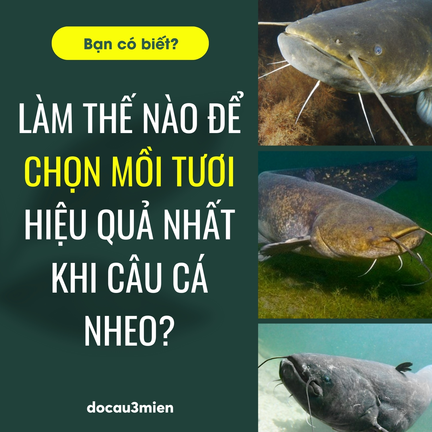 Mồi câu cá nheo hiệu quả nhất Gallery 2