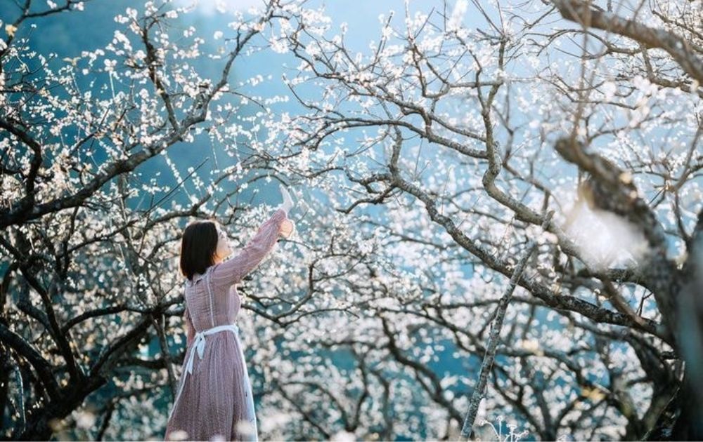 Mùa Hoa Mận Gallery 2