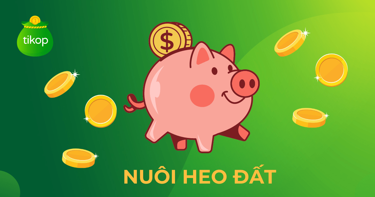 Kinh nghiệm nuôi heo đất hiệu quả: Bí quyết tiết kiệm thành công