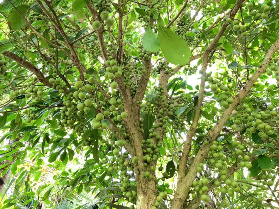 Cái Mơn Thuộc Tỉnh Nào? Gallery 2