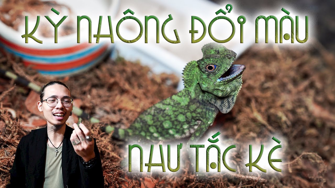 Kỳ nhông có đổi màu không?