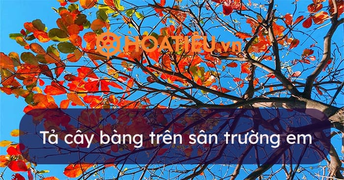 Cây Bàng Trường Em Gallery 2